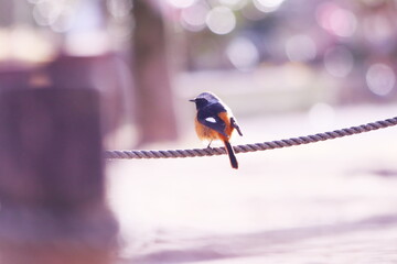 ロープに止まるジョウビタキ