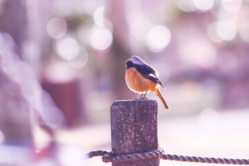 杭の上で休むジョウビタキ