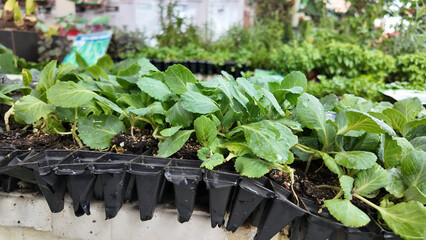 Fresh seedlings growing in a garden nursery on a sunny day