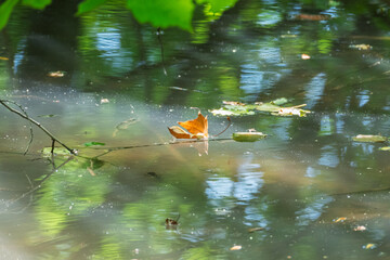 Reflet doré d’une feuille morte à la surface de l’étang