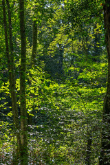 Magie de la lumière au cœur des bois