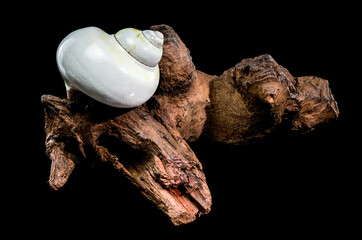 Polished Moon Shell on Dark Textured Driftwood Against Black