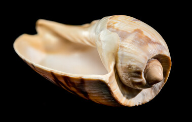 Naklejka premium Noble Volute Shell Brown Stripes Black Background