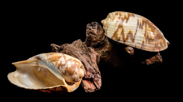 Noble Volute Shell on Dark Driftwood Against Black Background