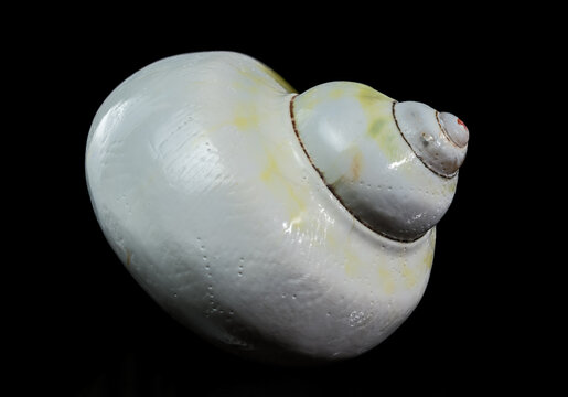 Polished Yellow Moon Shell Spiral Close-up Against Black Background