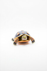 A Turtle Crawling Slowly On A White Background