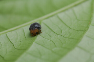 Nature Macro Set: Yellow Wildflower and Tiny Beetle on Green Leaf