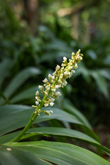 Cluster of Small White Flowers on Green Tropical Plant