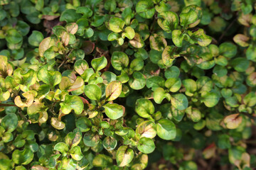Dense Green and Variegated Ground Cover Leaves Texture