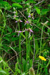 Bienen-Ragwurz // Bee orchid (Ophrys apifera) - Primorsko, Bulgarien