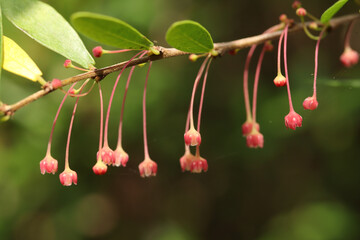 Obraz premium Delicate Pink Drooping Flowers on a Branch with Green Leaves