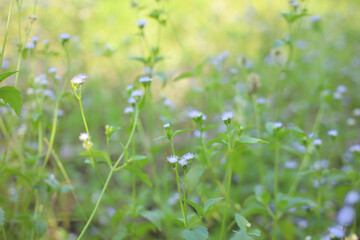 Field of tiny light purple wildflowers blooming in a lush green meadow under sunlight