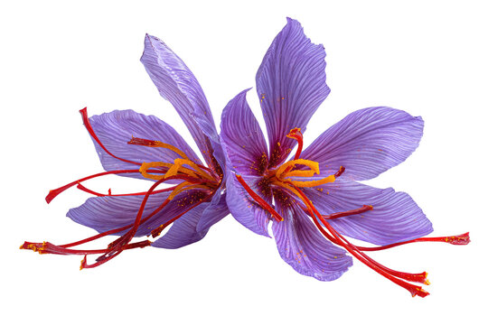Close-up of two vibrant saffron flowers