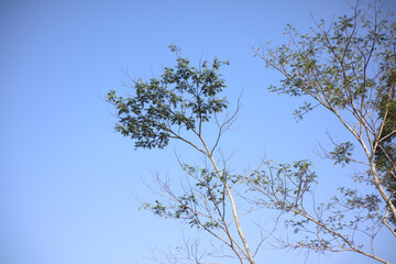Tree Branches and Green Leaves Against a Clear Blue Sky