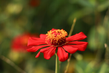 Close-Up of a Vibrant Red Zinnia Flower in the Garden