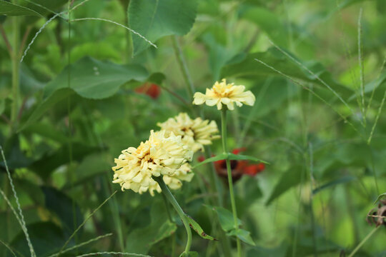 Bright Yellow Zinnia Flowers Blooming in Green Garden