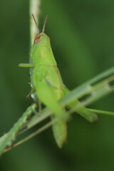 Green Grasshopper Nymph Perched on Grass Stem