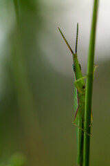 Macro photo of a bright green grasshopper clinging to a thin plant stem