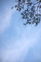 Sparse Tree Branches Against a Light Blue Sky with Wispy Clouds