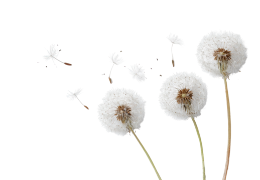 Dandelion seed heads dispersing against black background.  Delicate white seed balls on slender stems, some seeds in flight,  creating a sense of lightness and movement