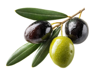 Fresh olives on branch with leaves. Close-up of dark and light green olives attached to a twig with vibrant foliage