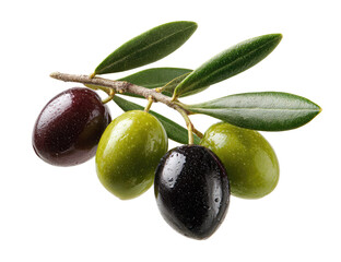 Olives on branch, close-up.  Fresh, dark and light green olives on a branch with leaves, isolated