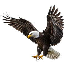 Obraz premium Bald Eagle in Flight and Landing Pose Isolated on White or Transparent Background