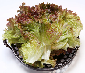 Fresh Red Leaf Lettuce in a Basket