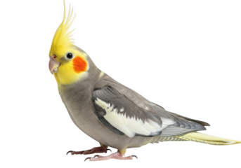 Cockatiel bird isolated on transparent background