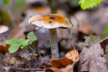 Mushrooms grow on the autumn forest floor surrounded by colorful fallen leaves. The warm tones and natural textures capture the peaceful atmosphere and seasonal beauty of the fall woodland.