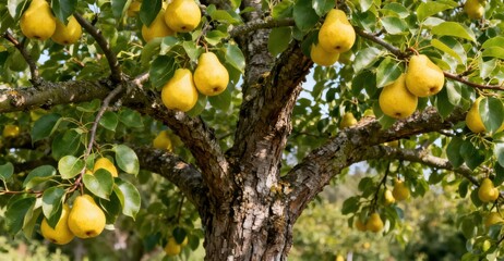 Ripe yellow pears hang from branches of a mature fruit tree.