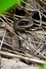 Johannisechse // European snake-eyed skink (Ablepharus kitaibelii stepaneki) - Primorsko, Biosphärenreservat, Ropotamo, Bulgarien