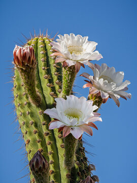 Closeup view of blooming white flowers of leucostele terscheckii aka cardon grande cactus or Argentine saguaro isolated on blue sky background