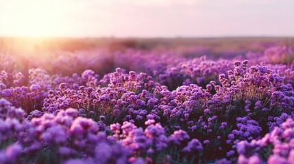 Purple flower field at sunset
