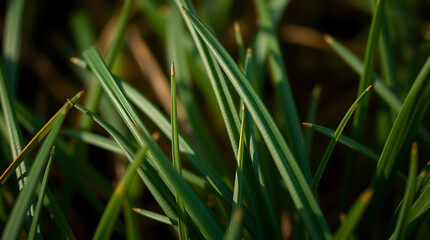Obraz premium Macro shot of green grass blades with natural light and subtle textures in the background