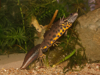 Closeup on a male Italian crested newt, Triturus carnifex