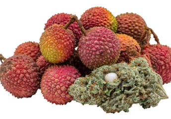 Lychees and cannabis nugs.  A cluster of colorful lychee fruits surround a cannabis bud, close-up