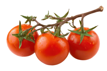 Close-up of three fresh, ripe cherry tomatoes on a branch.  Water droplets cling to the smooth skin.  Stems and leaves are green