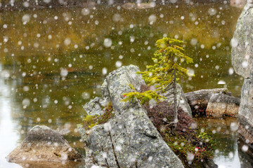 First snow at the mountain lake and a tree growing on rocks.