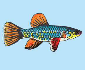 Killifish Aquarium Fish Breeders Killifishes