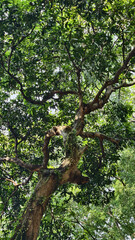 low angle view of tree branches with lots of green leaves during the day in tropical countries