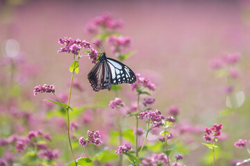 旅をする蝶　アサギマダラ