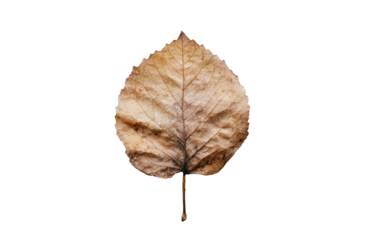 A dried, light brown leaf, centered against a black background.  The leaf is ovate, with a slightly pointed tip and a visible stem.  Its texture appears papery and somewhat brittle