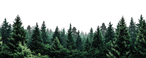 Lush forest canopy (1)