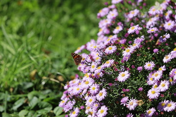 Butterfly on purple aster bush with yellow centers © Діма Осташук
