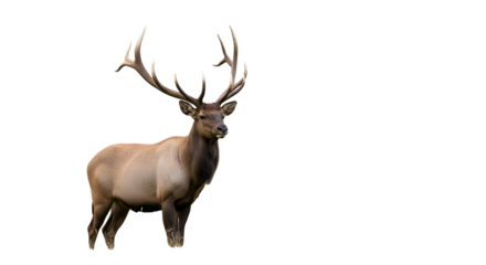 Majestic elk poses against a dark background