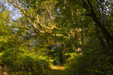 Fototapete bei efototapeten.de bestellen   