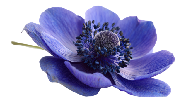 Close-up of a vibrant, deep blue anemone flower, its petals softly textured and elegantly curved