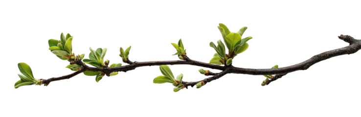 A branch with emerging spring leaves against a black background