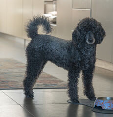 Miniature Poodle